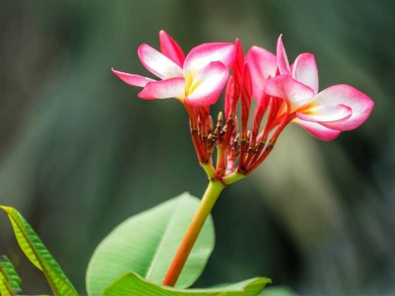 mexican frangipani