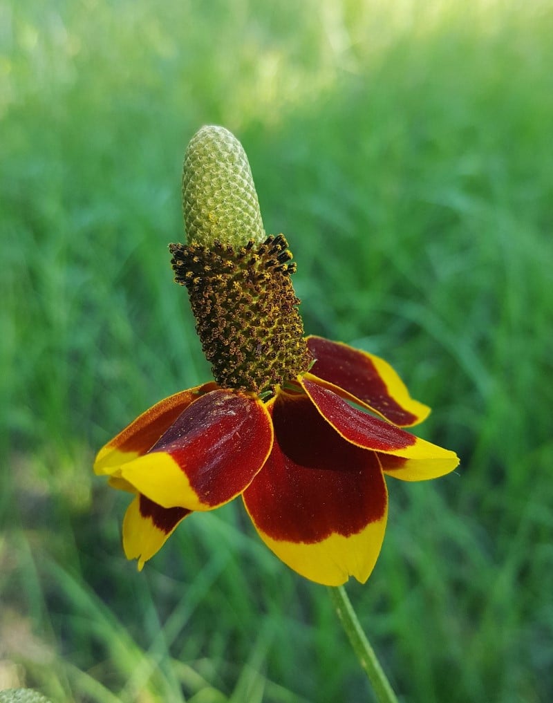 mexican hat flower