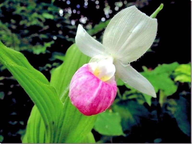 Mexican Lady's slipper