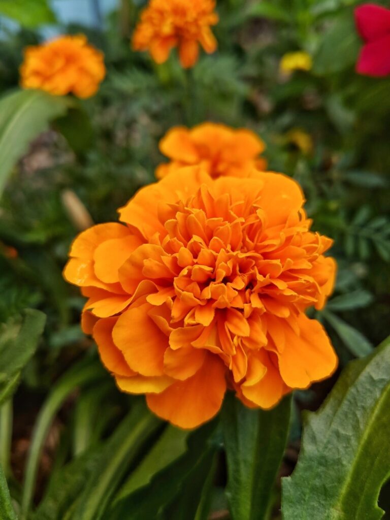 mexican marigold