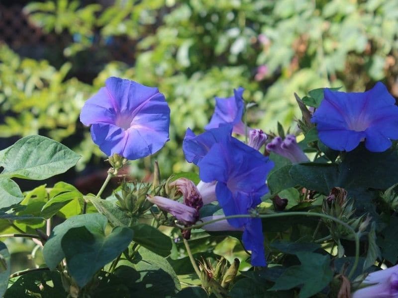 mexican morning glory