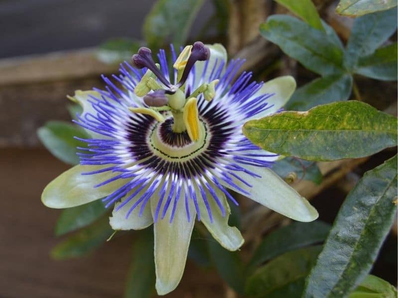 mexican passion flower