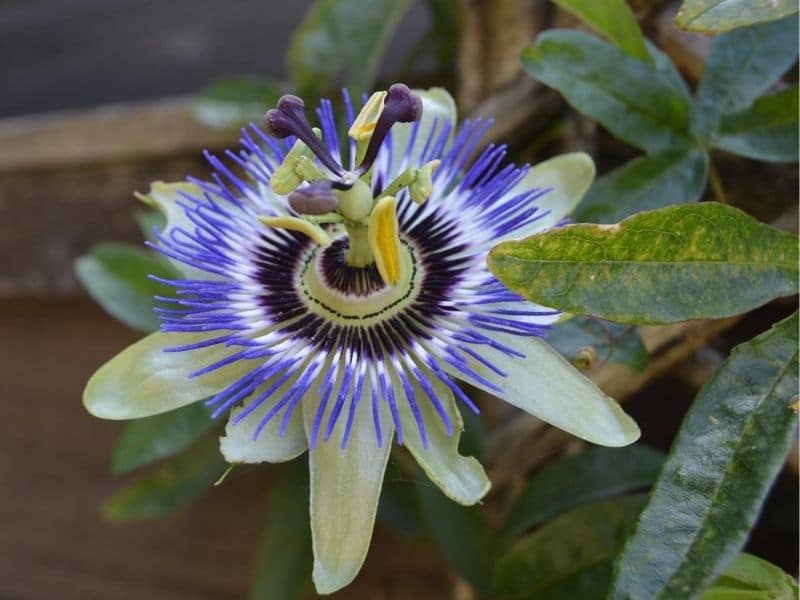 Mexican Flowers