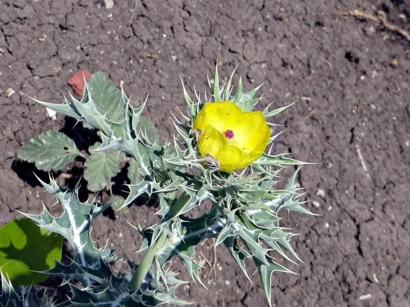 mexican poppy