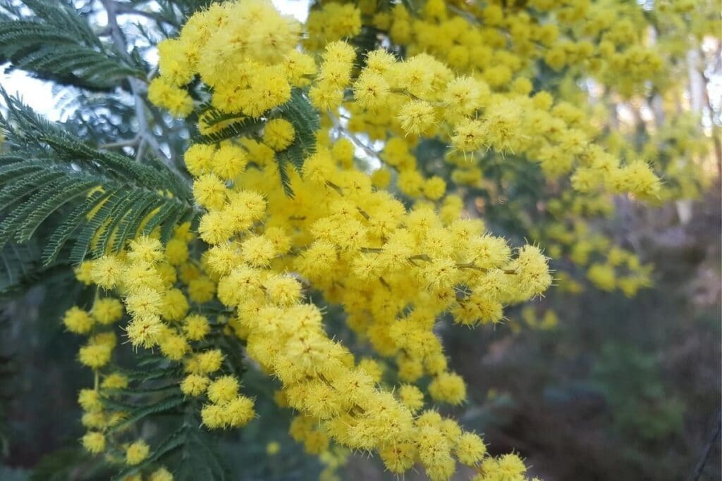 mimosa flower meaning
