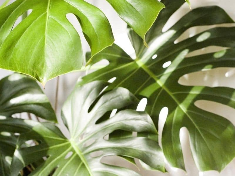 monstera leaves