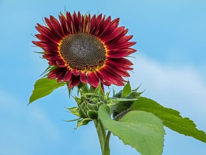 moulin rouge sunflower