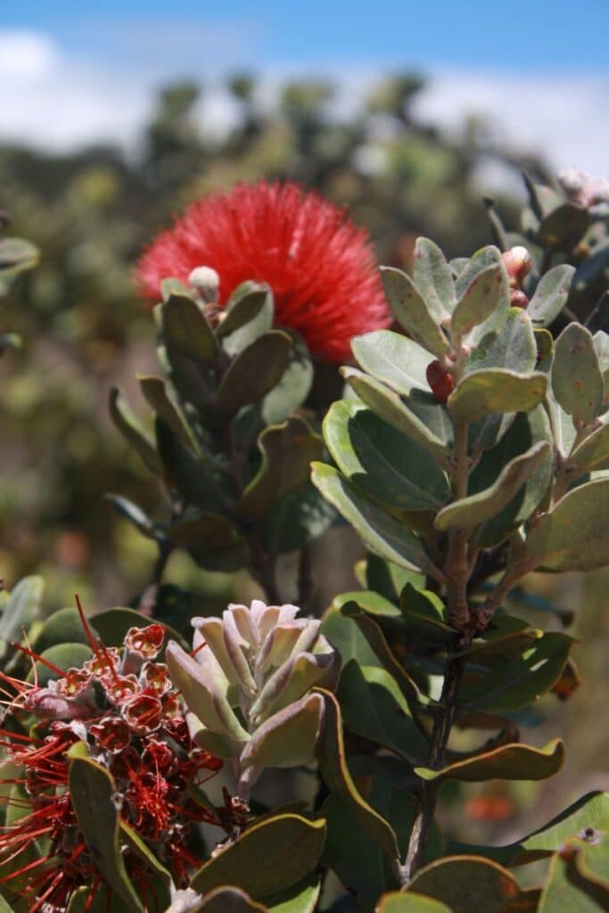 ohia lehua flowers