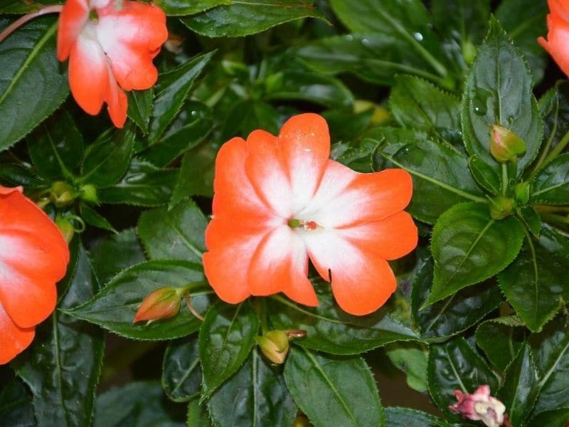 oranje en witte impatiens