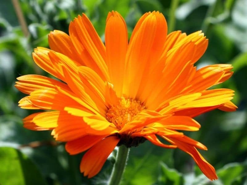 narancssárga calendula