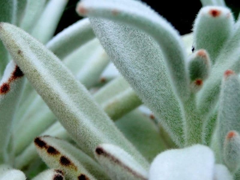 panda plant