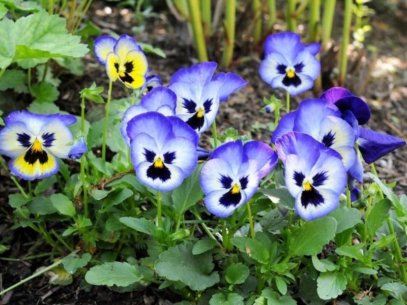 Pansy plants