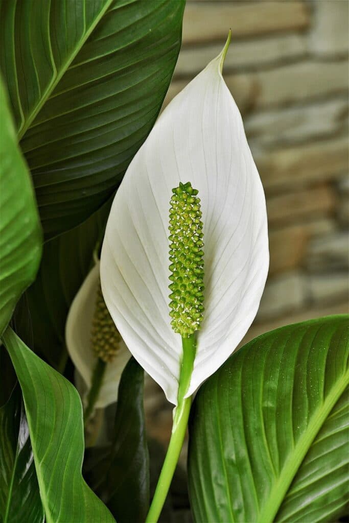 peace lily care