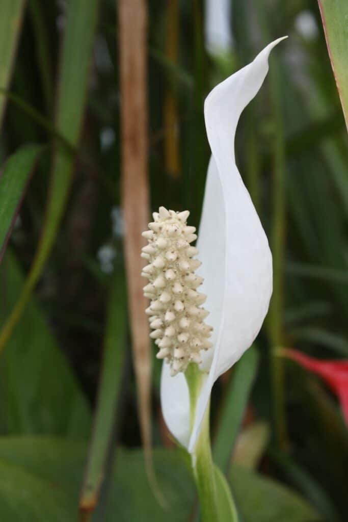 peace lily flower