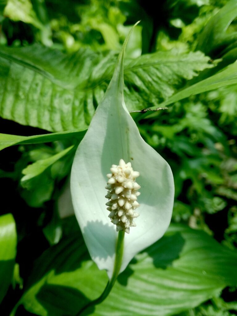 peace lily watering