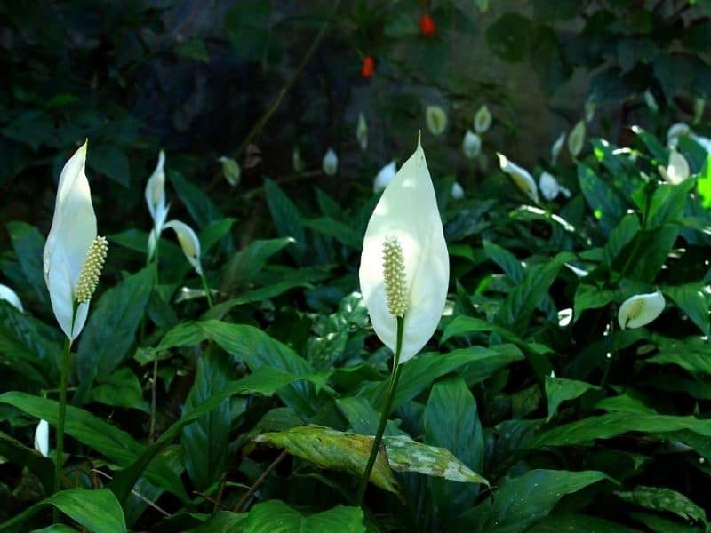 peace lily yellow leaves