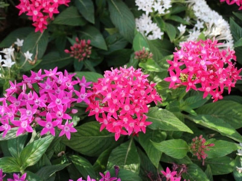 Pentas plant