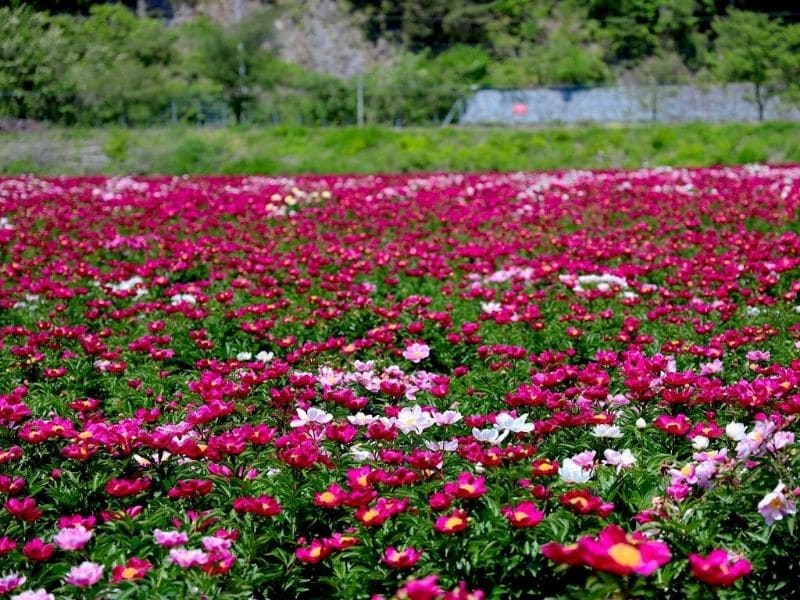 peony field