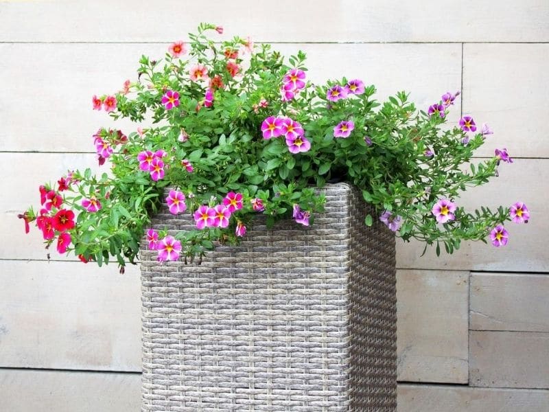  Plantas de petunia