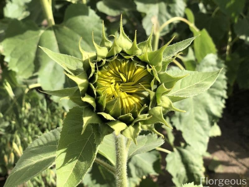 picture of small sun flower