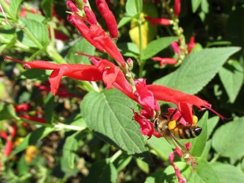 pineapple sage