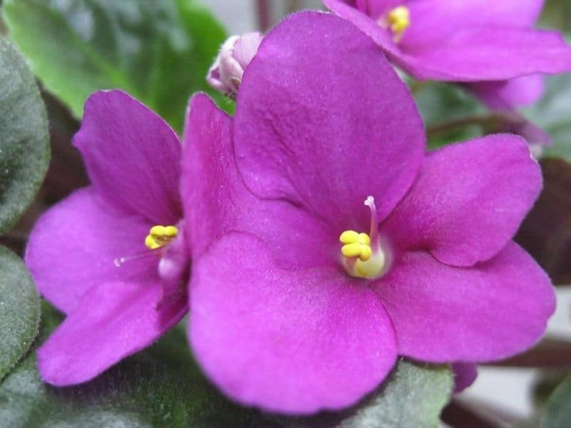 pink african violet