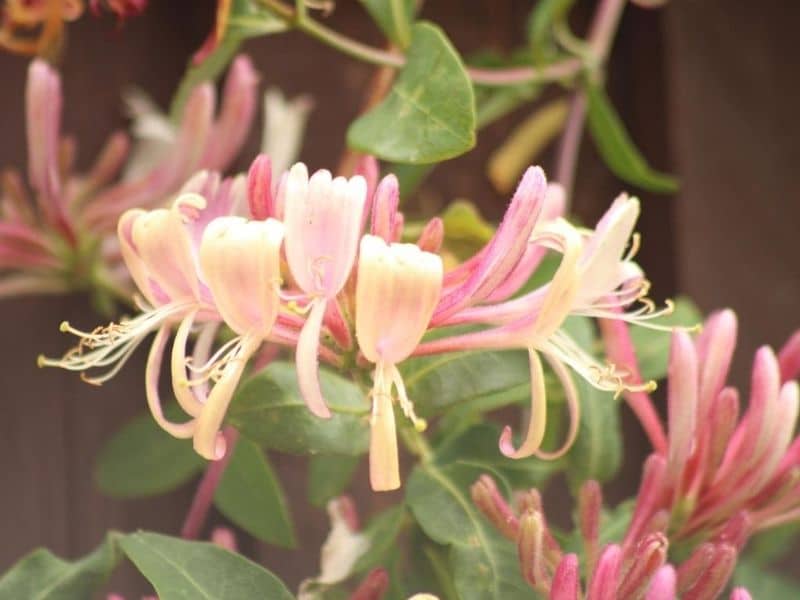 pink honeysuckle