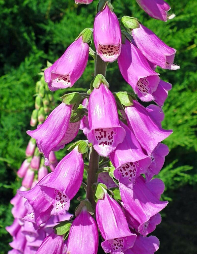 pink larkspur