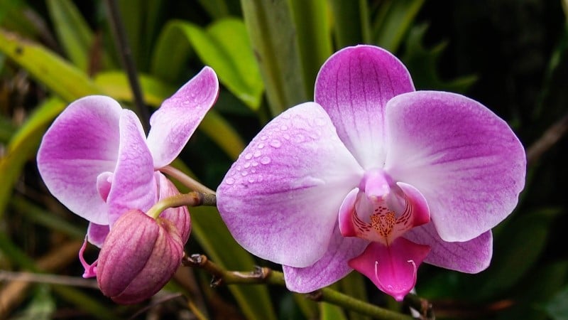 pink moth orchid