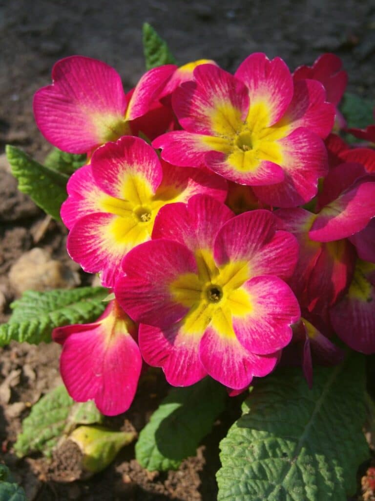 pink primula primrose