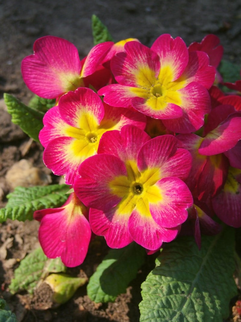 Top 32 Annual Flowers To Grow for a YearRound Colorful Garden