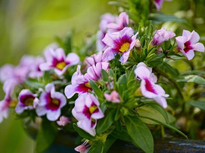 pink purple calibrachoa