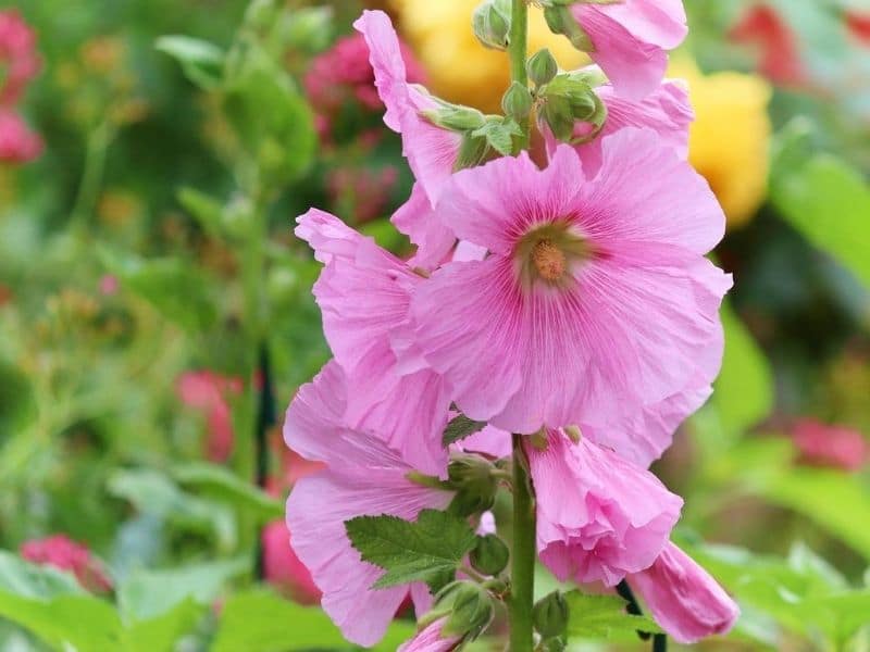  flor de stock rosa