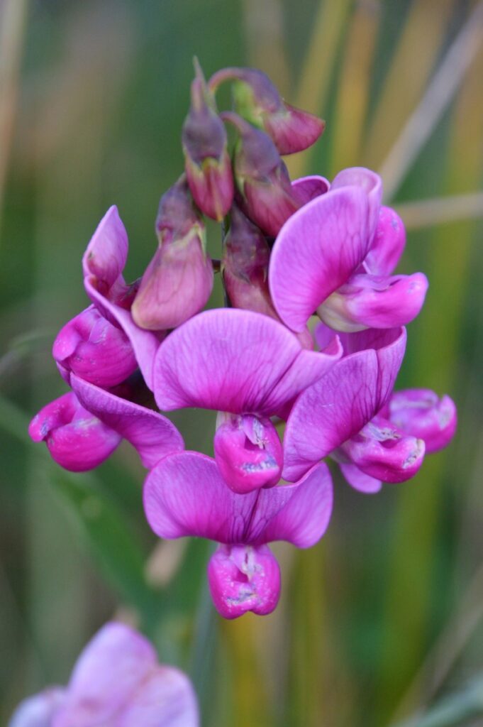 lyserød sød ærteblomst