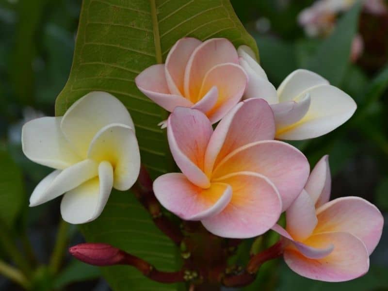 pink white frangipani