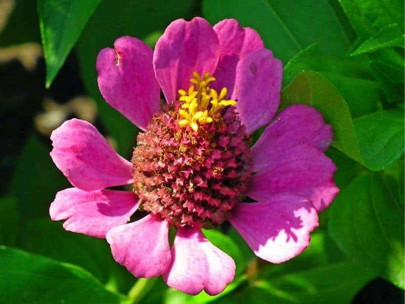 flor de zinnia rosa