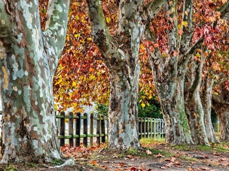 Plane trees