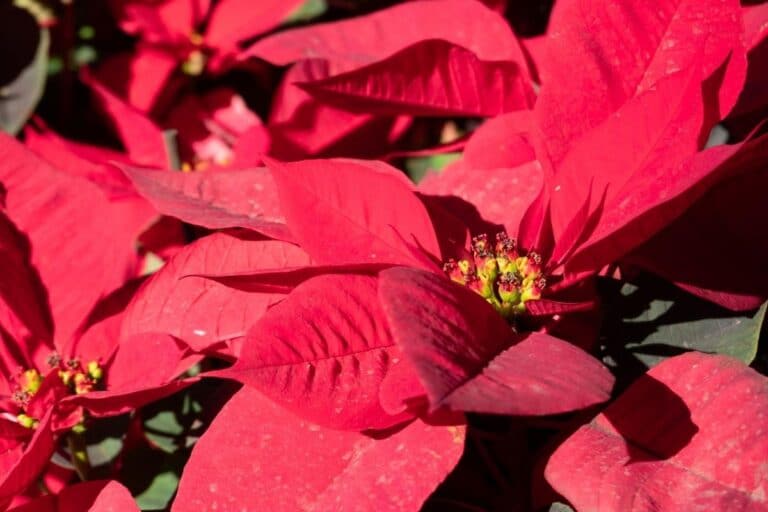 Amazing Poinsettia Flower Meaning and Symbolism You Should Know  Florgeous