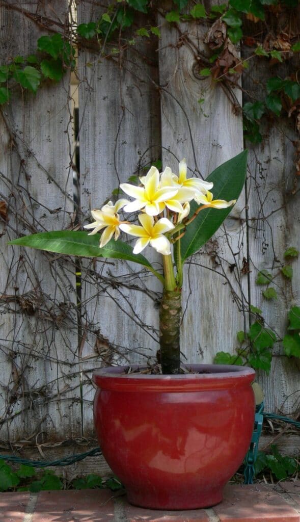 potted plumeria