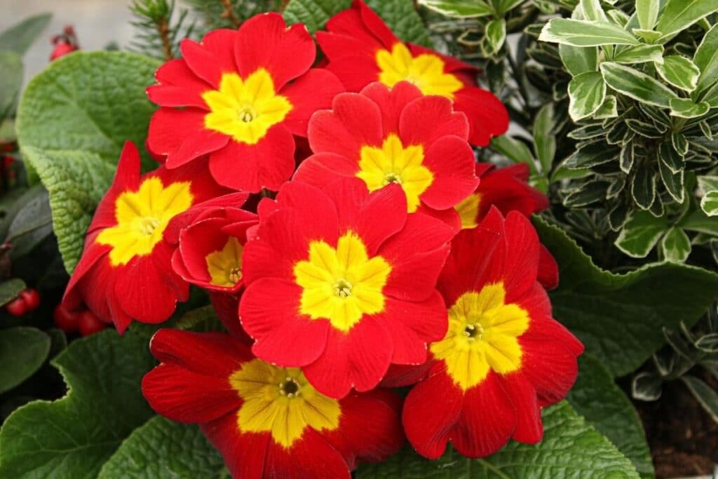 Beautiful Meaning And Symbolism Of Primrose Flower And Color Florgeous