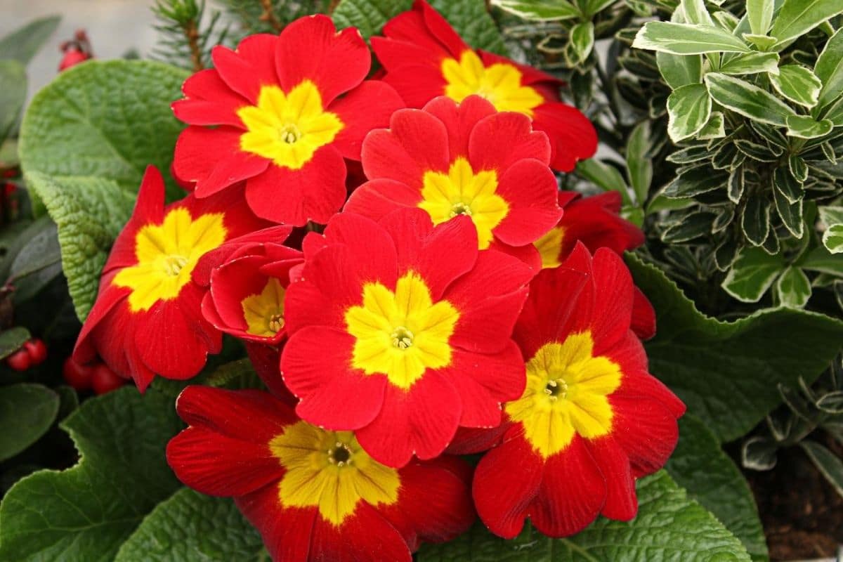 Primrose Flower Meaning And Symbolism Today   Florgeous