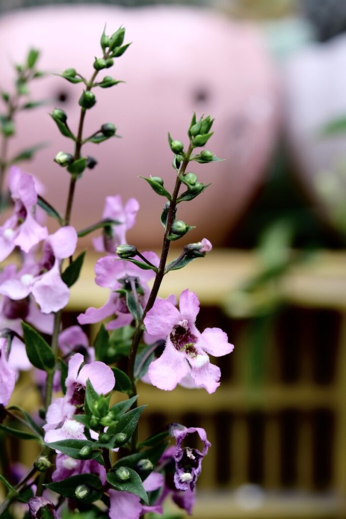 fialová angelonia