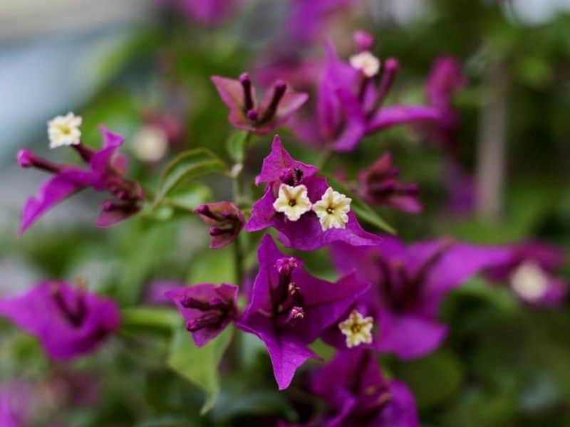 purple bougainvillea plant