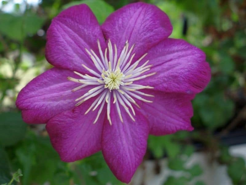 purple clematis flower