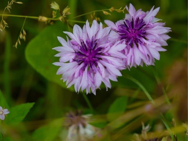 purple cornflower