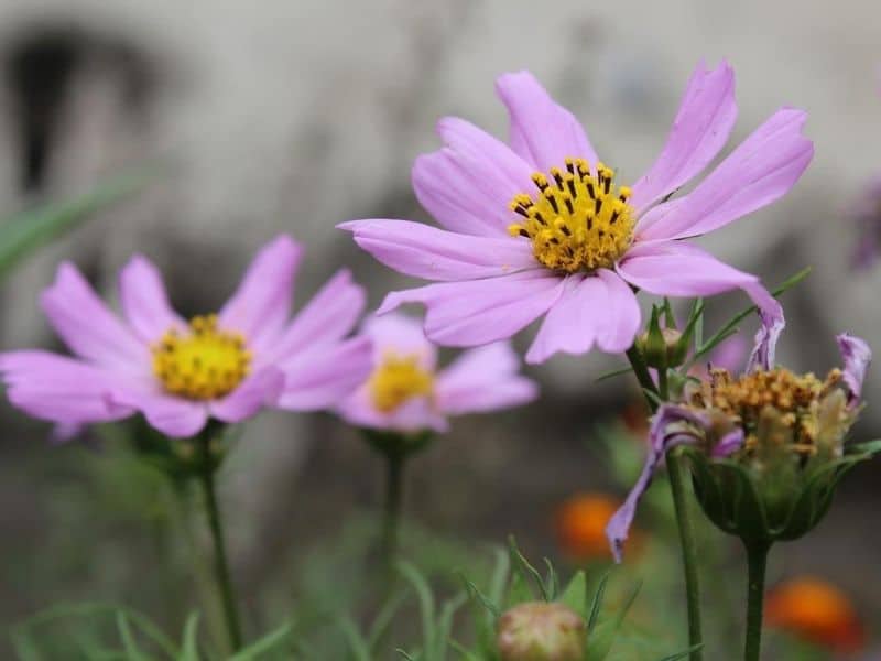 Purple cosmos