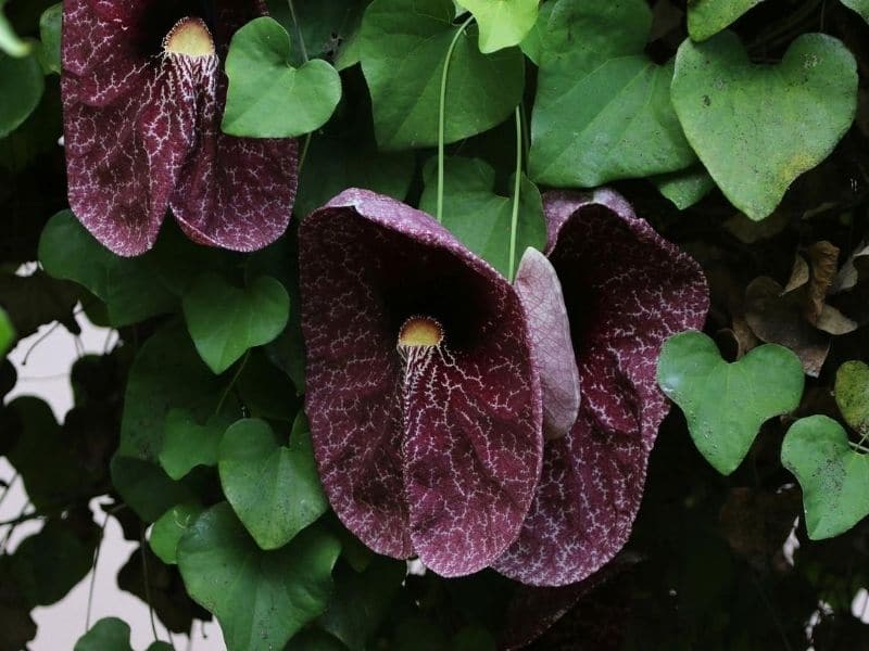 ivy with purple flowers