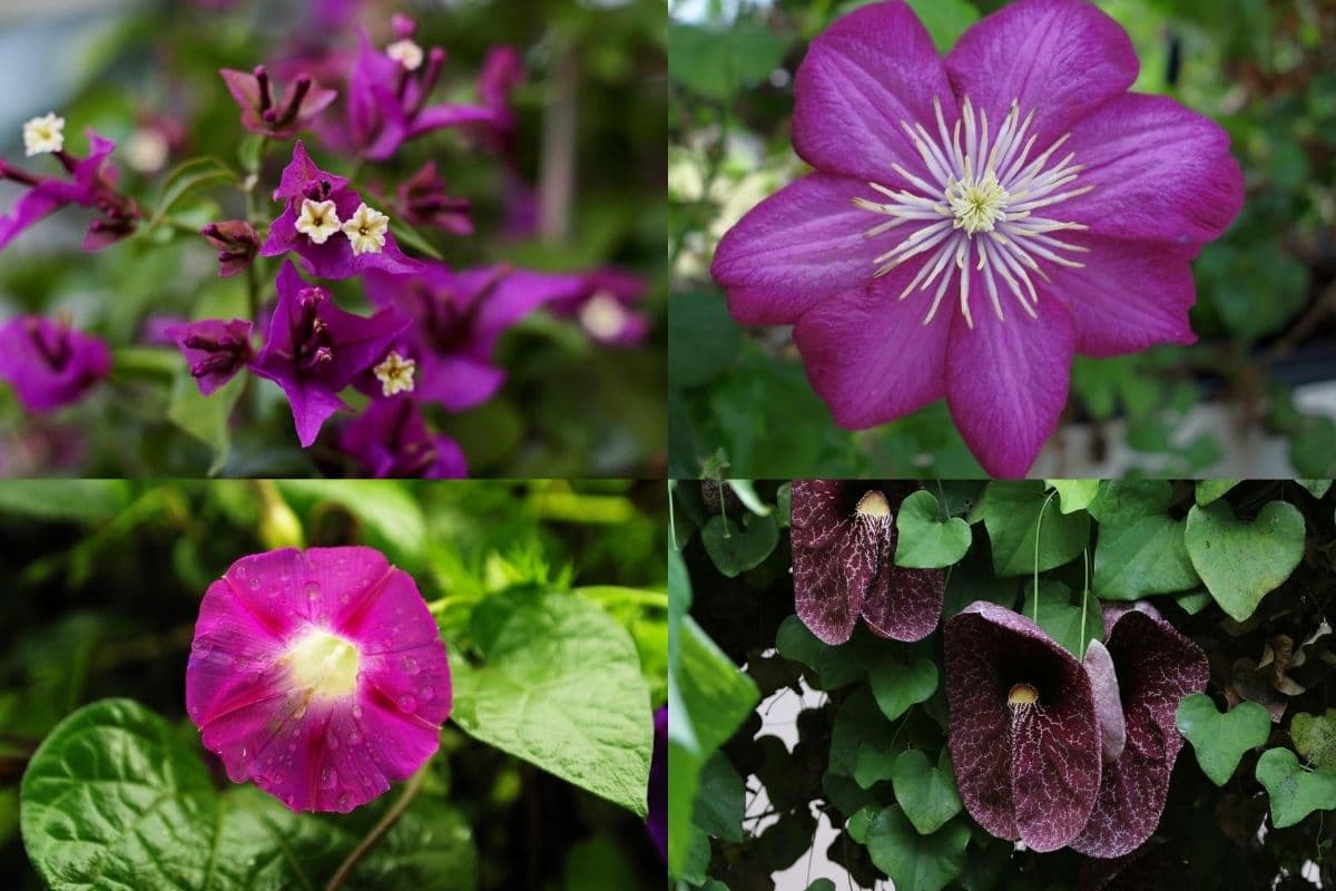 9 Best Climbing Plants And Vines With Purple Flowers Florgeous
