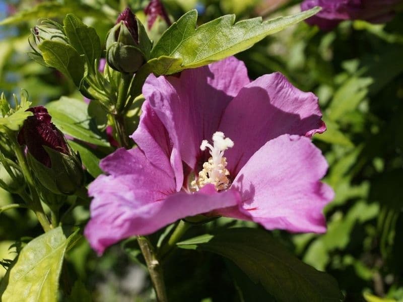 purple hibiscus