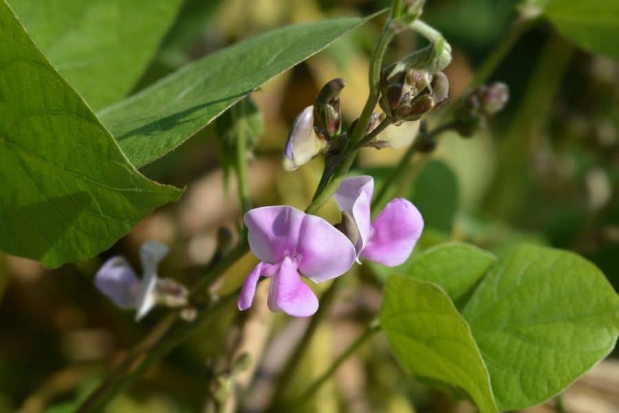 purple hyacinth bean flower